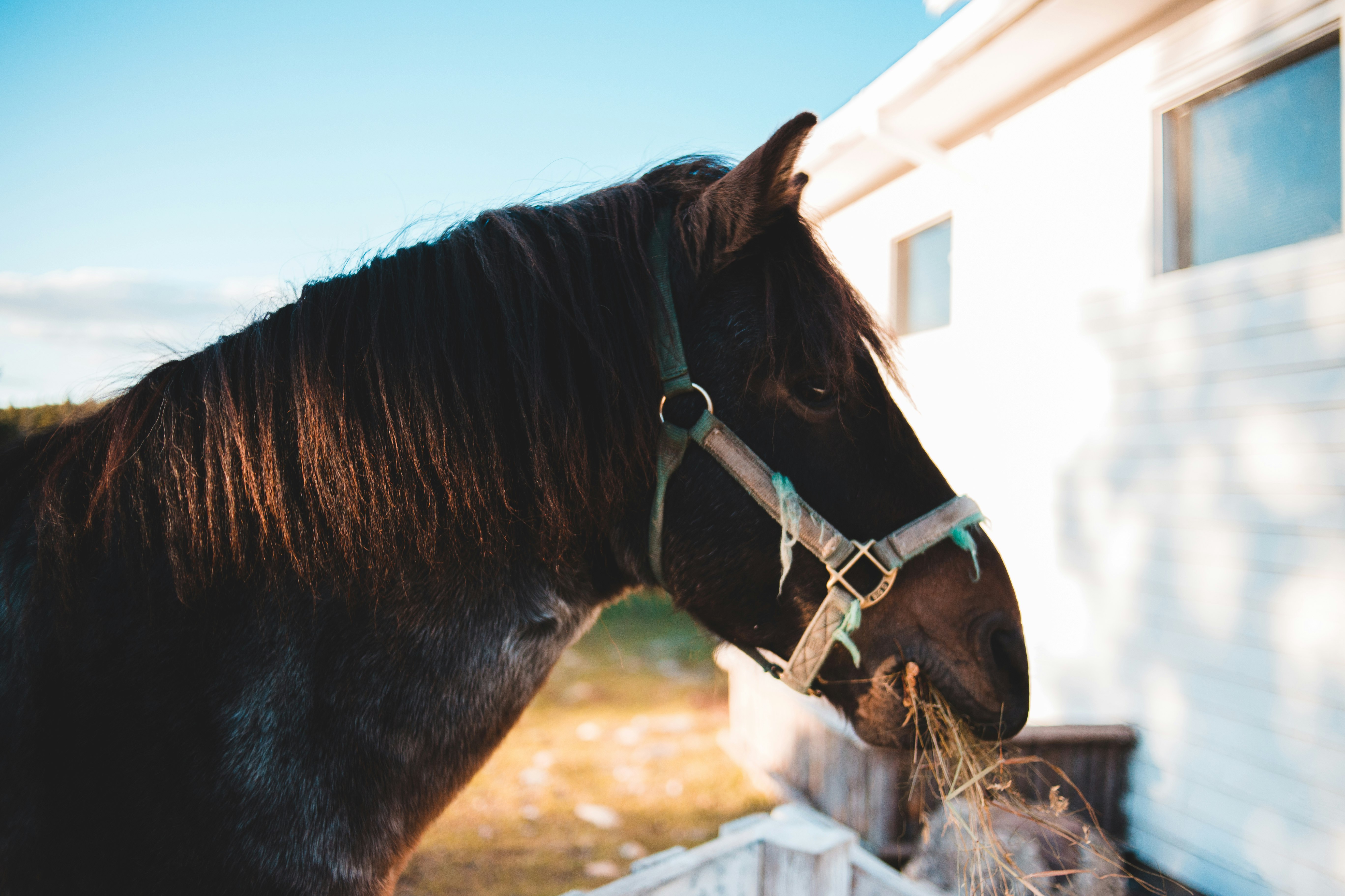 brown horse standing on brown grass field during daytime